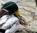 Canard colvert