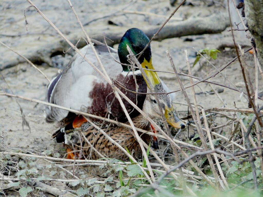 Mallard, Behaviour