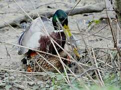 Canard colvert