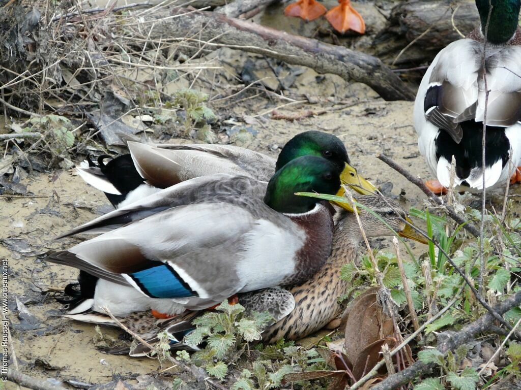 Canard colvert, Comportement