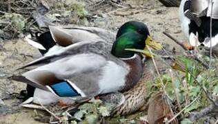 Canard colvert