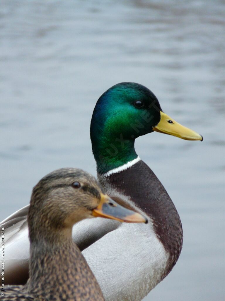 Canard colvert 