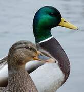 Mallard