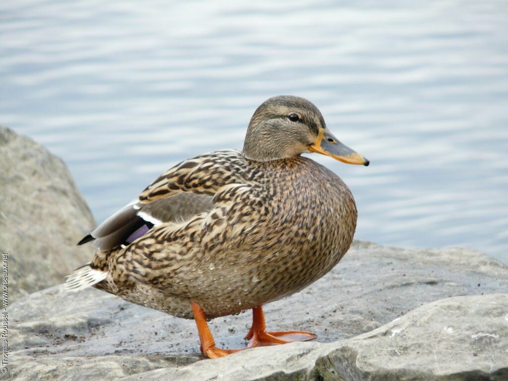 Canard colvert femelle adulte, identification