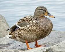 Mallard