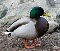 Canard colvert