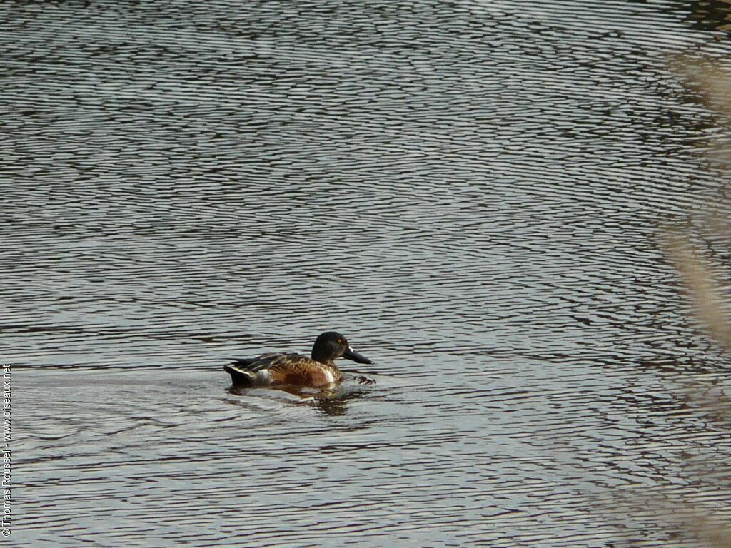 Canard souchet