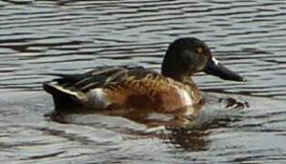 Canard souchet