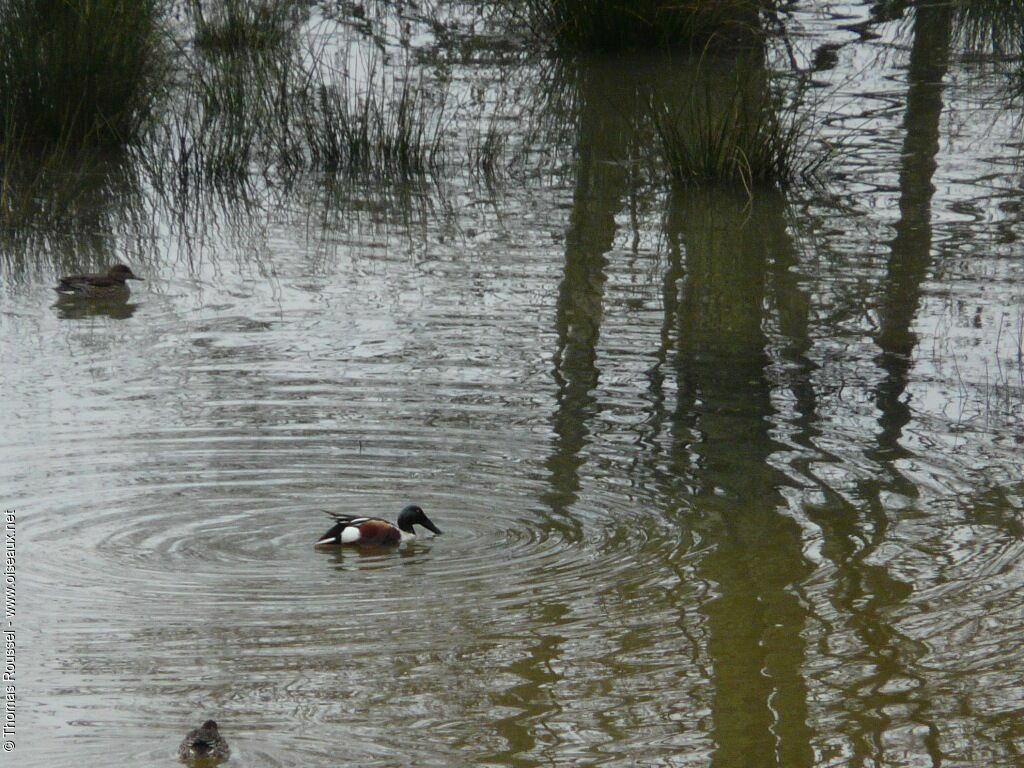 Canard souchet