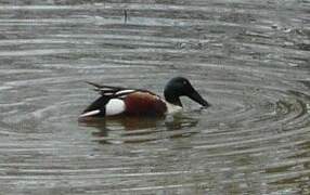 Northern Shoveler