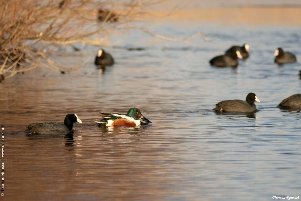 Canard souchet