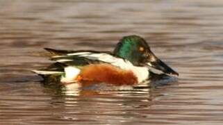 Northern Shoveler