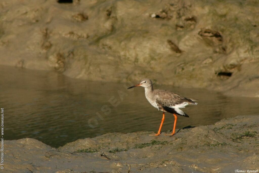 Common Redshank, identification