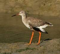 Common Redshank