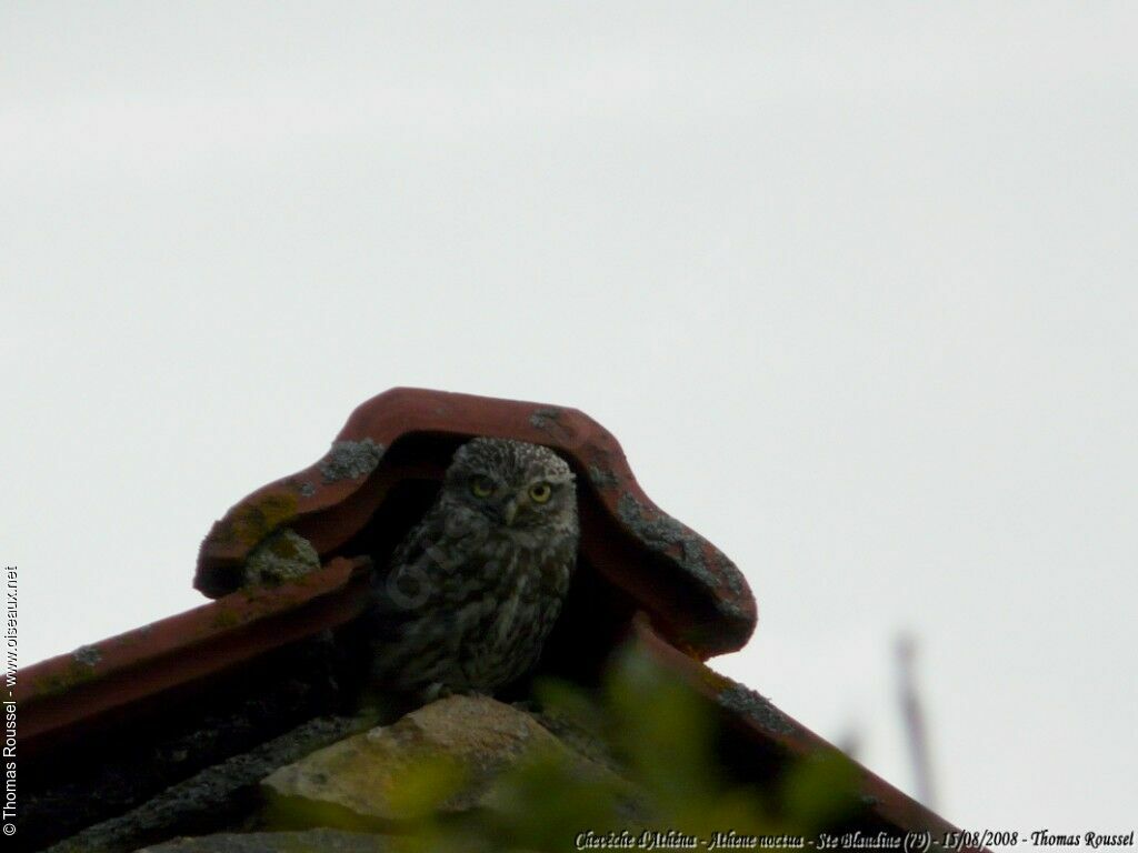 Little Owl