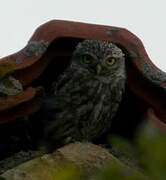 Little Owl