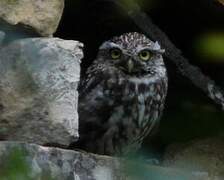 Little Owl