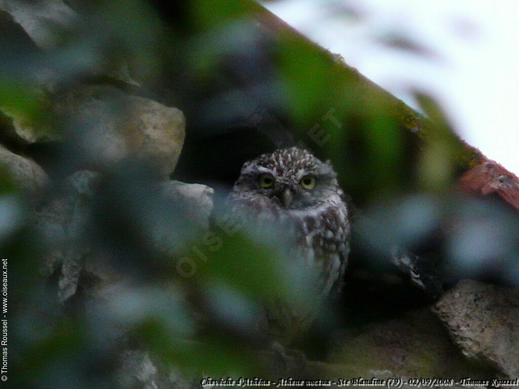 Little Owl