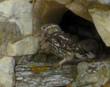 Little Owl