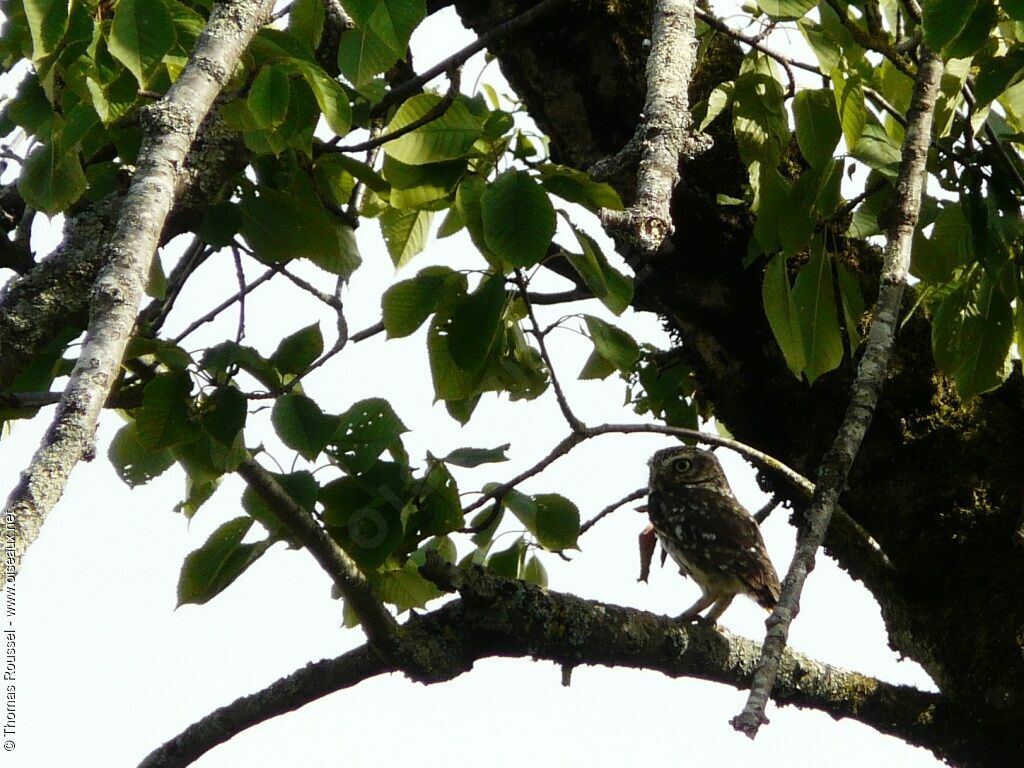 Little Owl, identification