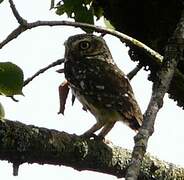 Little Owl