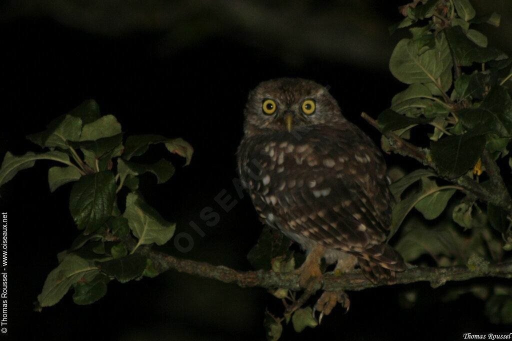 Little Owl