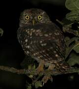 Little Owl