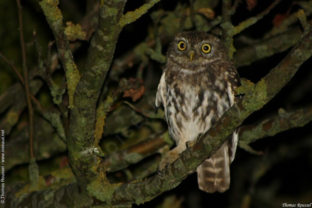 Little Owl, identification