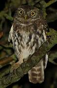 Little Owl