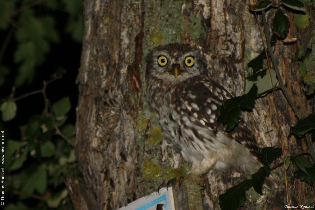 Little Owl, identification