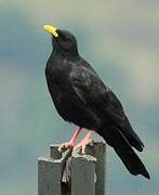 Alpine Chough