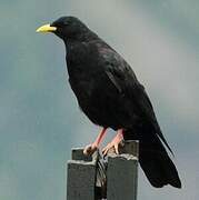 Alpine Chough