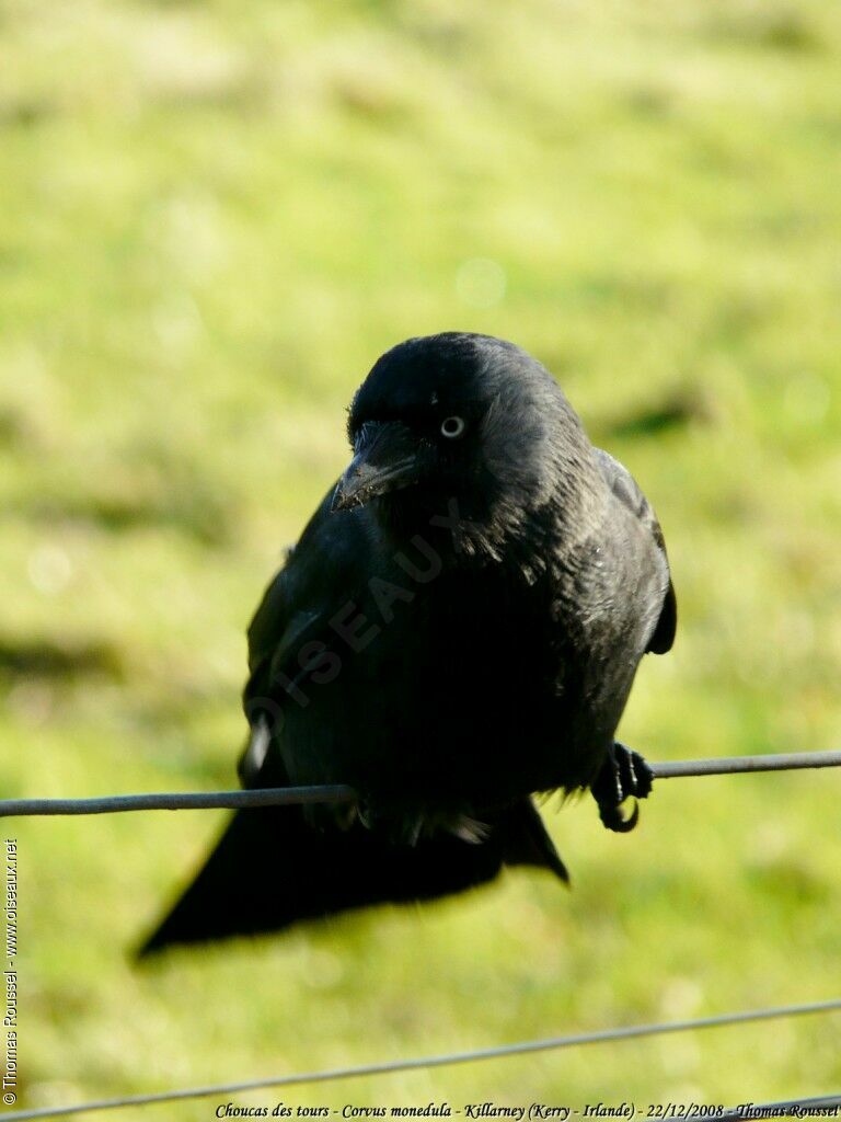 Western Jackdaw