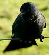 Western Jackdaw