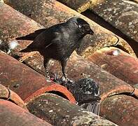 Western Jackdaw