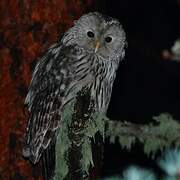 Ural Owl