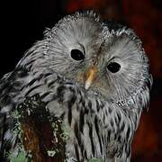 Ural Owl