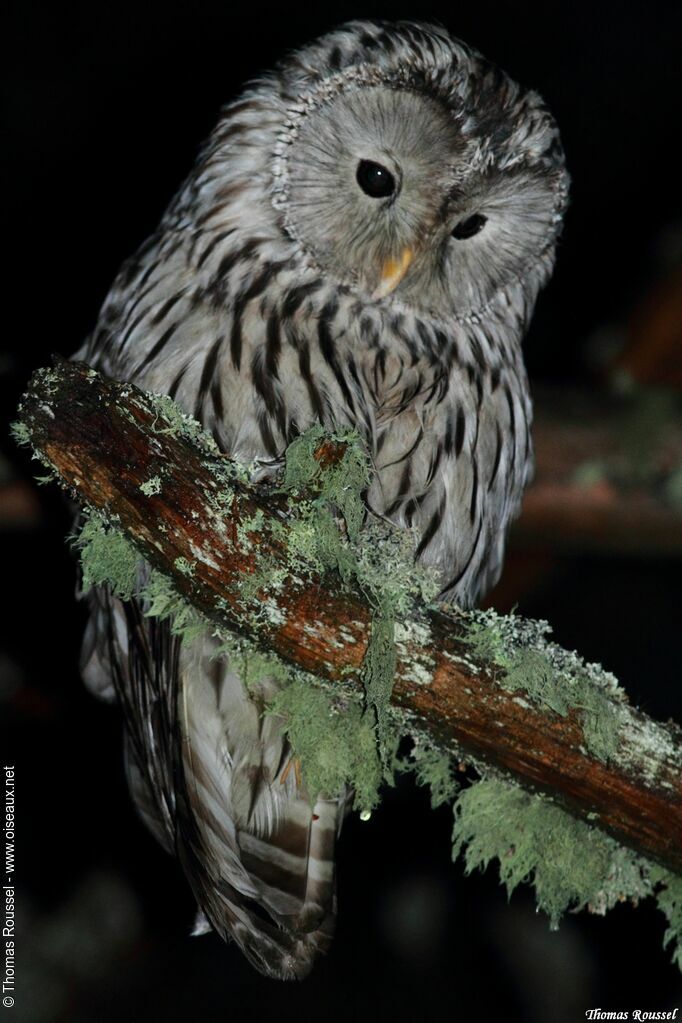 Ural Owl