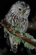 Ural Owl