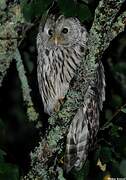 Ural Owl