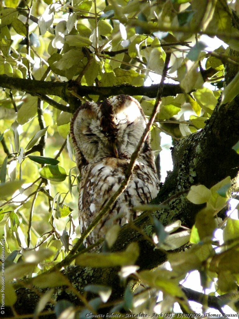 Tawny Owladult