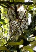 Tawny Owl