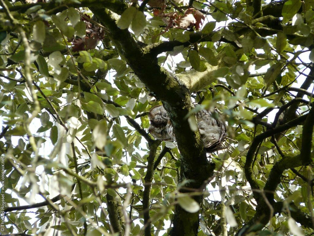 Tawny Owl