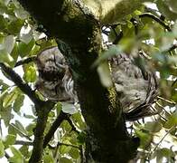 Tawny Owl