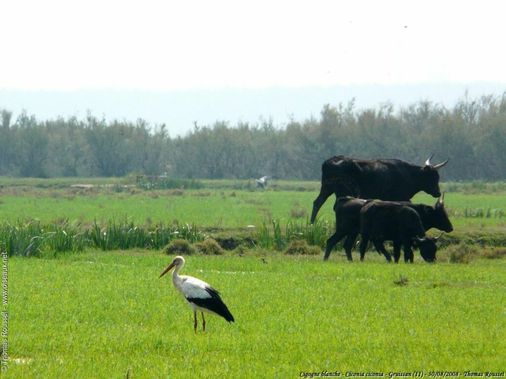 White Storkadult