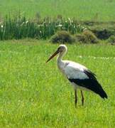 Cigogne blanche