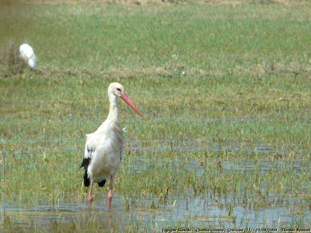 White Storkadult