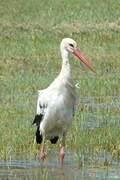 White Stork