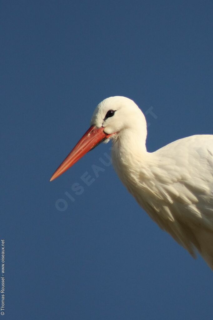 Cigogne blancheadulte