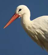 White Stork